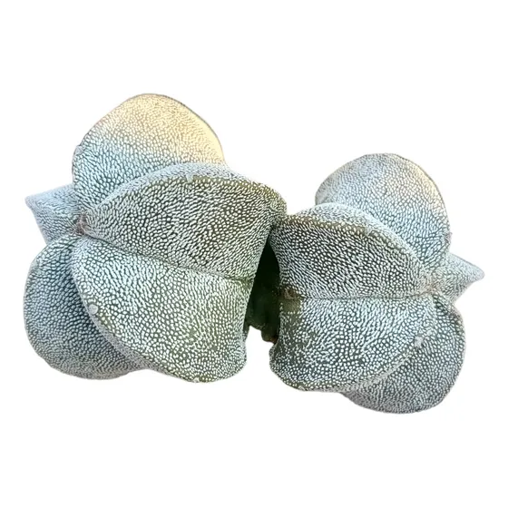 Cactus Astrophytum Myrostigma 