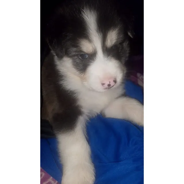Husky Siberiano