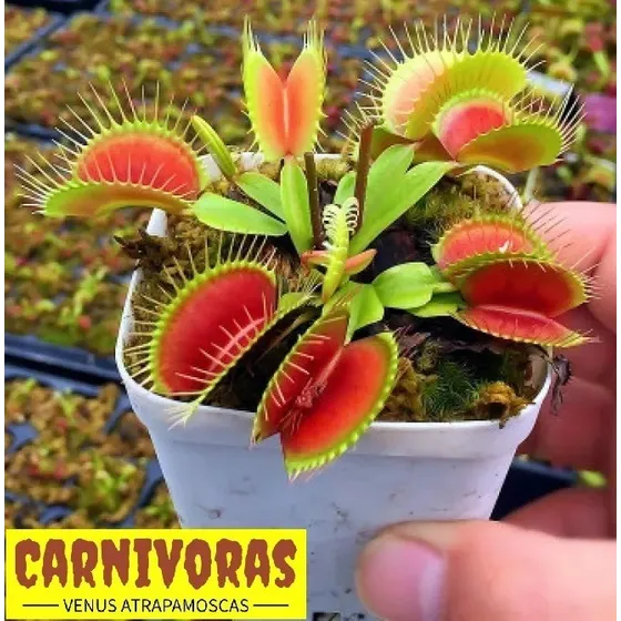 Planta Carnívora Venus Atrapamoscas Dionaea Muscipula