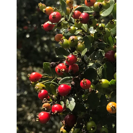 Guayaba Arrayan Produccion 5 Meses 