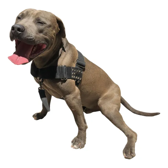 Pretal Arnes Anti Tirones Pitbull Rottwailer Etc Raza Grande