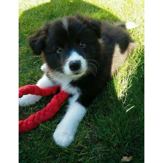 Border Collie Filhotes (havila Filhotes Procurar Por Grazi)