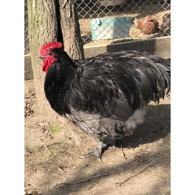 Orpington Azul