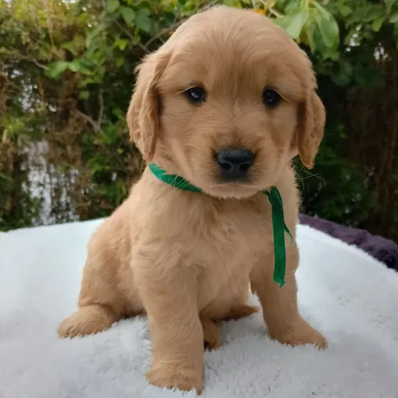 labrador-retriever-cachorro-solo-venta-local-en-cuenca-mercadolibre