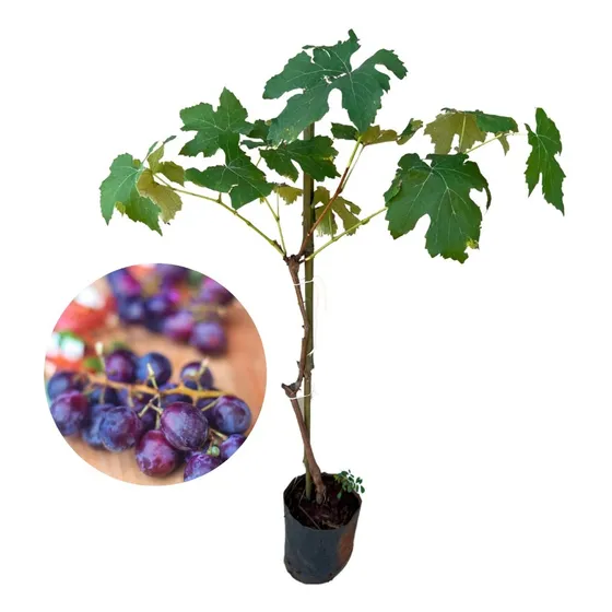 Muda De Uva Moscatel Roxa - Enxertada