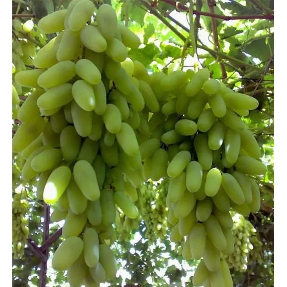 Uva Dedo De Bruja Verde Rápido Crecimiento 