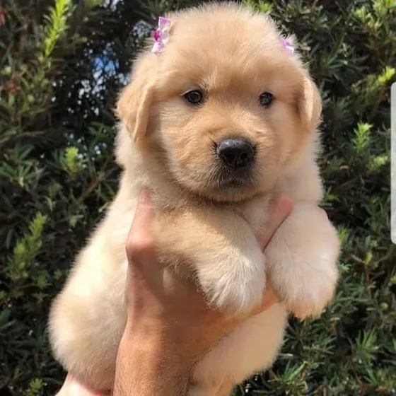 Golden Cachorros Linaje Premium 100% Puros Y Robustos.