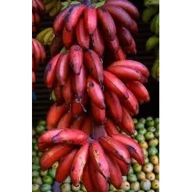 Semilla De Colino De Plátano Morado.
