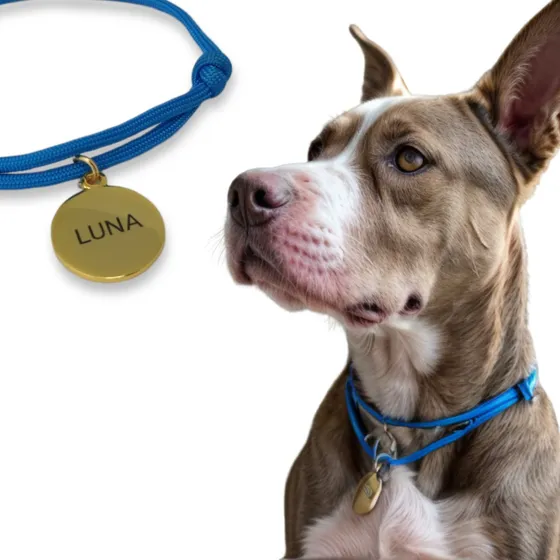 Coleira Personalizada Com Plaquinha Para Pet Cachorro