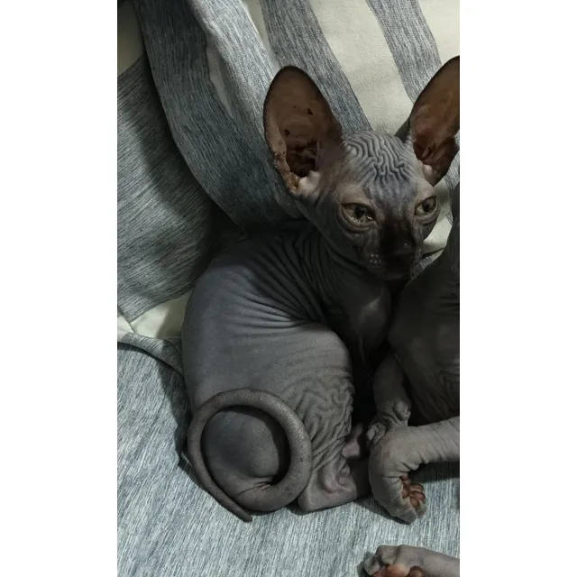 Gata Esfinge Medellin Animal Pets Colombia 