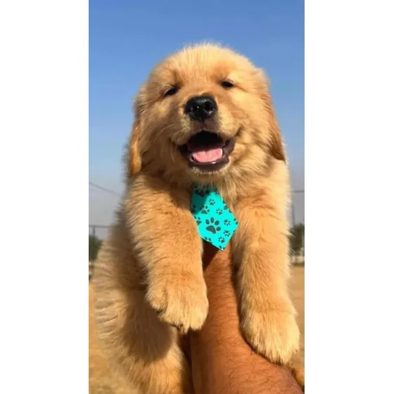 Filhote Golden Retriever Excelente Genética