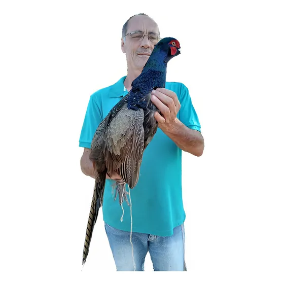 Ovos Galados Faisão Coleira -  Versicolor - Valor Duzia