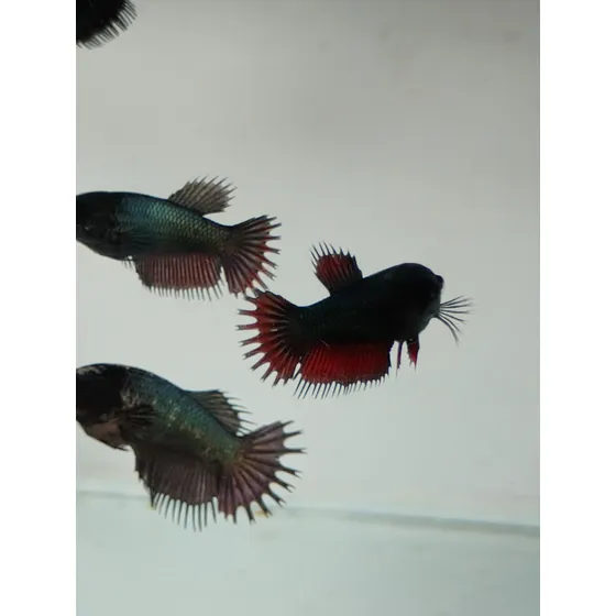 3 Bettas Fêmea Crowtail De Linhagens