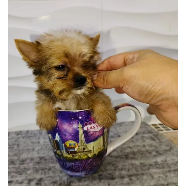 Yorkshire Yorki Hembra Cachorra