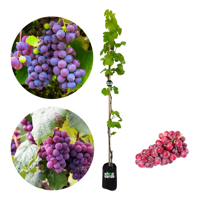 Muda De Uva Niagara Rosada Enxertada C/1,0m A 1,5m Já Produz