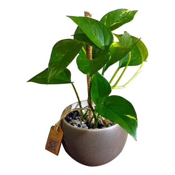 Planta Epipremnum Pothos Potus Scindapsus Macetero Cerámico