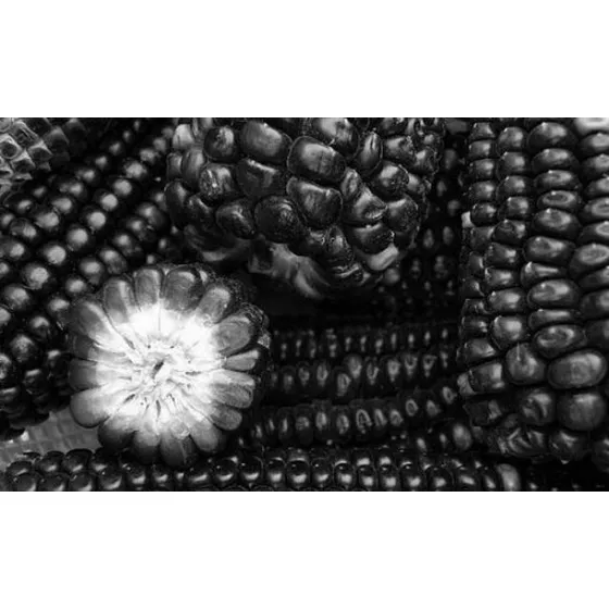10 Semilla Maiz Negro Orgánico 