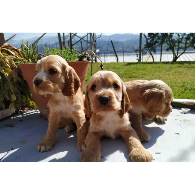Cachorros Cocker Spaniel