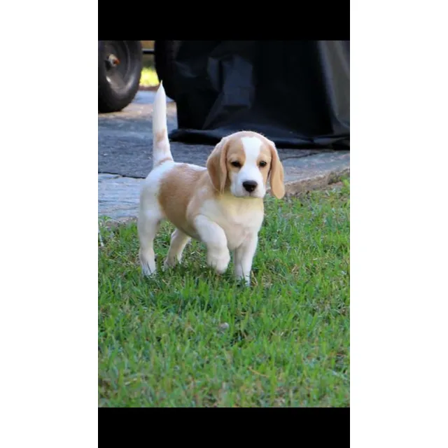 Cachorros Beagle Limón Perros Bigol Bogotá Medellín Cali