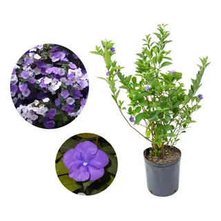 Muda ManacĂĄ De Cheiro Florindo Brunfelsia Uniflora Muda ManacĂĄ De Cheiro Florindo Brunfelsia Uniflora