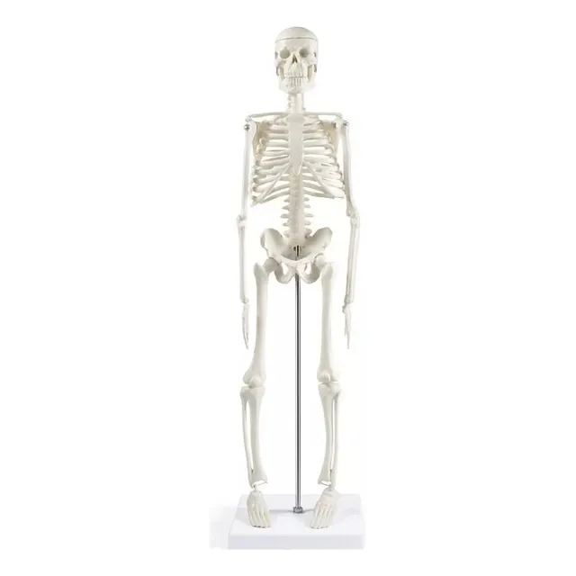 Modelo De Esqueleto Humano Para Anatomía De 45 Cm