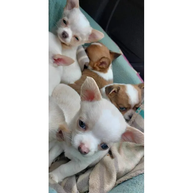 Chihuahua Mini Toy Cabeza De Manzana.