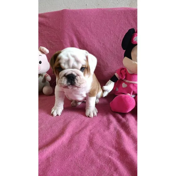 Cachorros Bulldog Ingles Hembra