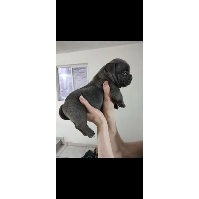 Cachorros American Bully
