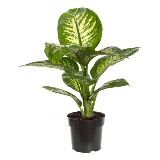 Dieffenbachia Tropic Snow P17