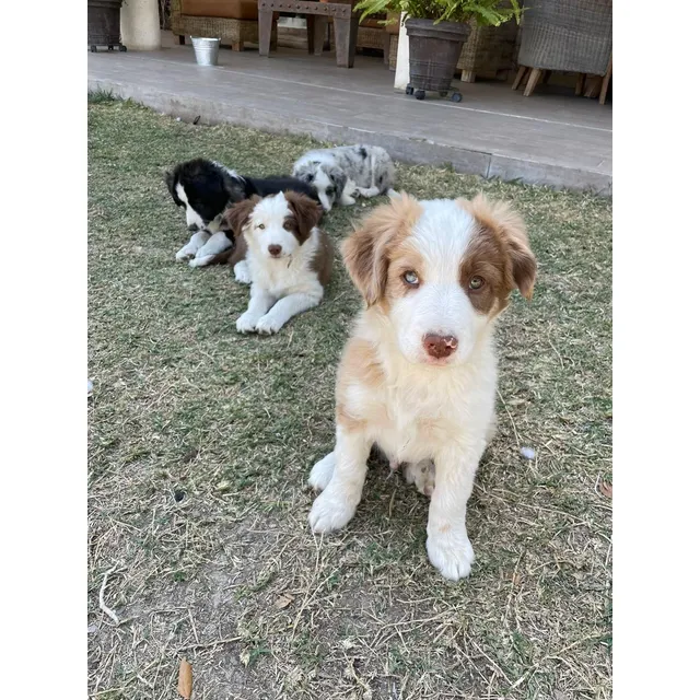 Cachorros Border Collie Red Merle
