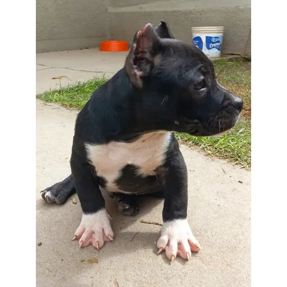American Bully Macho