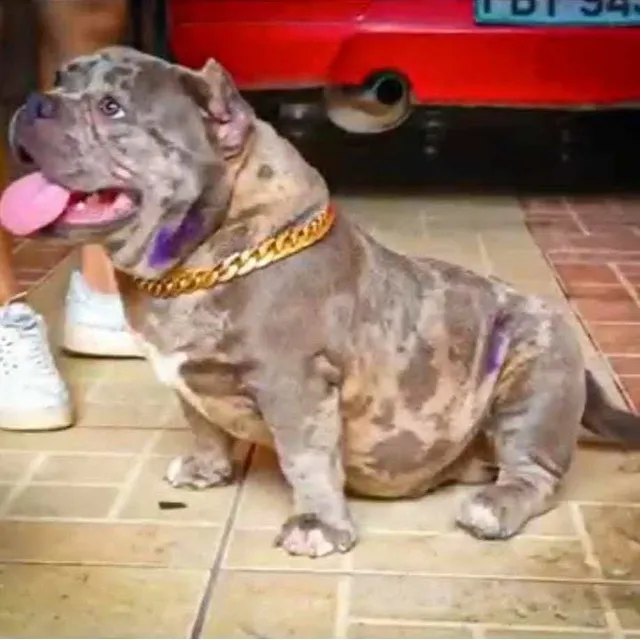 American Bully Cachorros Machos