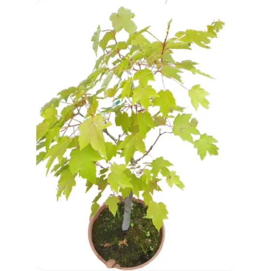 Arbol De Acer Saccharum Arce Azucarero Prebonsai Arce Azucar