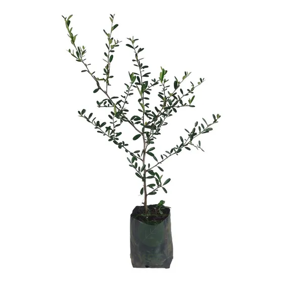 Planta Piracanto
