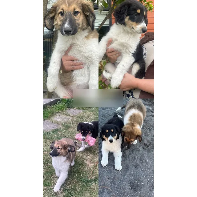 Cachorros Rough Collie