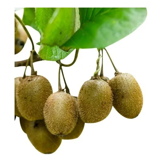 2 Plantas De Kiwi (hembra Y Macho)