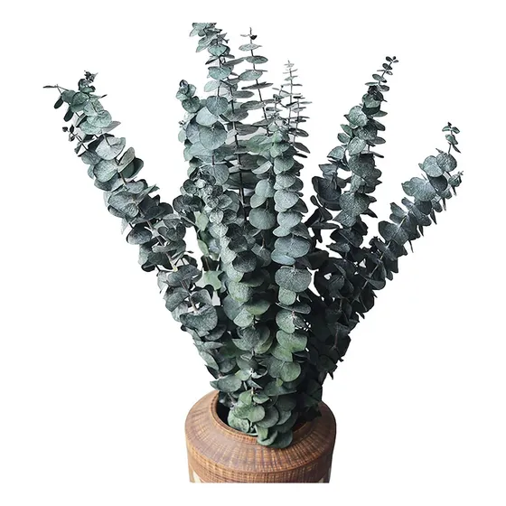 Paquetes De Eucalipto Seco Natural, 10 Unidades