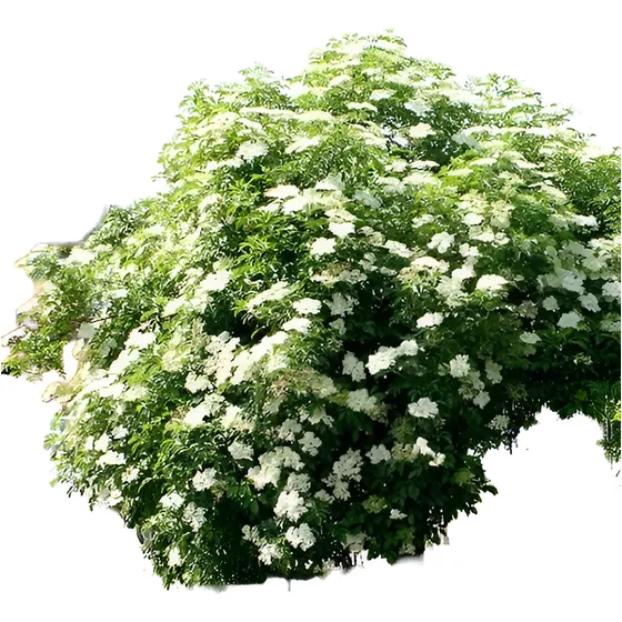 Muda Do Legítimo Sabugueiro - Medicinal E Ornamental