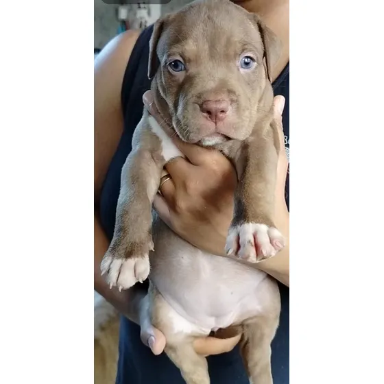Filhote De Pitbull