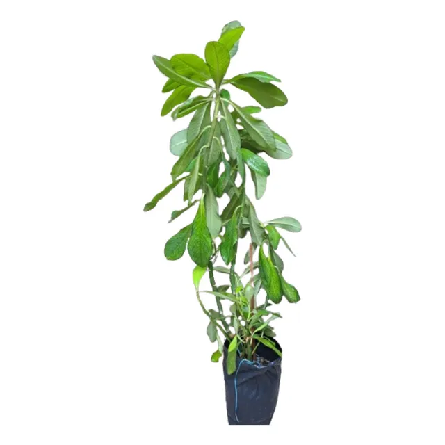 Planta De La Vida O Lechero Africano