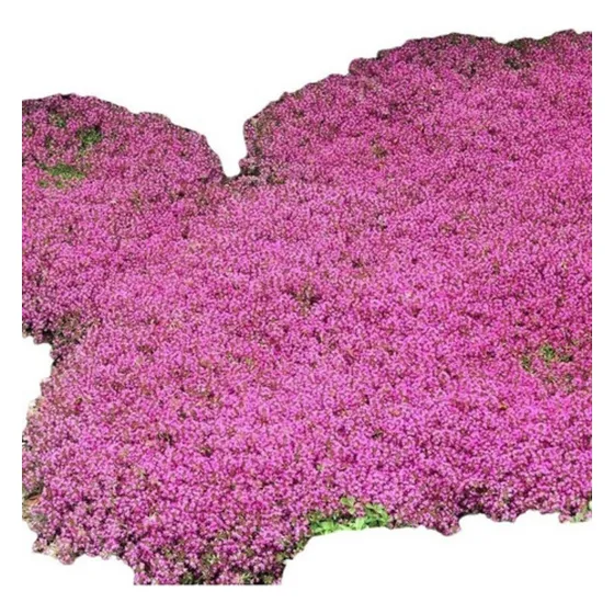 1000 Sementes Grama Roxa Aromática Thymus Serpyllum P/ Mudas
