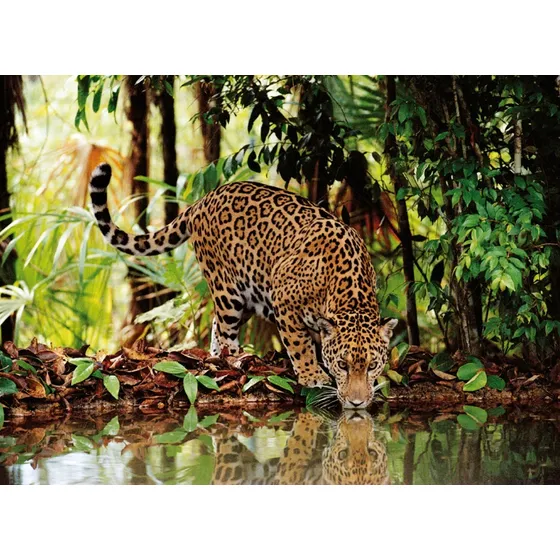 Leopardo Felino Selva Rompecabezas 2000 Pz Clementoni