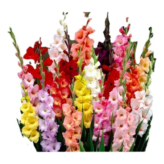Pack X5 Bulbo Planta De Gladiolo Flor Color Blanco Puro