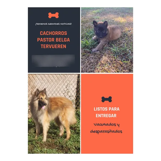 Cachorros Pastor Belga Tervueren