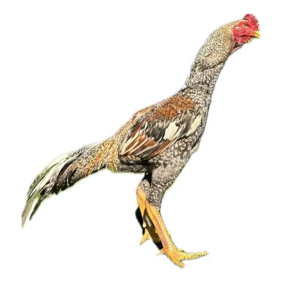 15 Ovos Galo Mura Carijó 