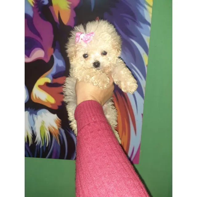 Perrita Caniches Mini