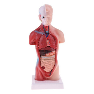 28cm Torso Humano Vísceras Esqueleto Cuerpo Corazón 28cm Torso Humano Vísceras Esqueleto Cuerpo Corazón