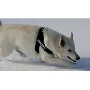 Pechera Perros Julius K-9 Original, 40 - 70 Kg