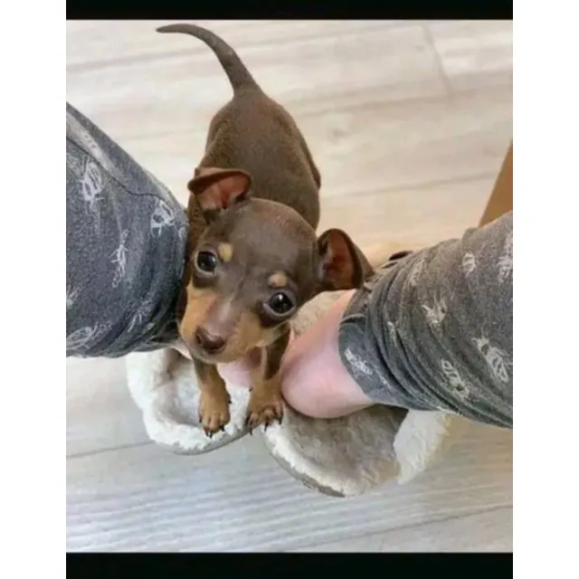 Cachorra Pincher
