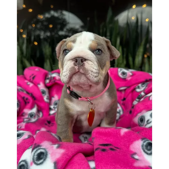 Cachorros Bulldog Ingles Exoticos Vacunados Tienda Física
